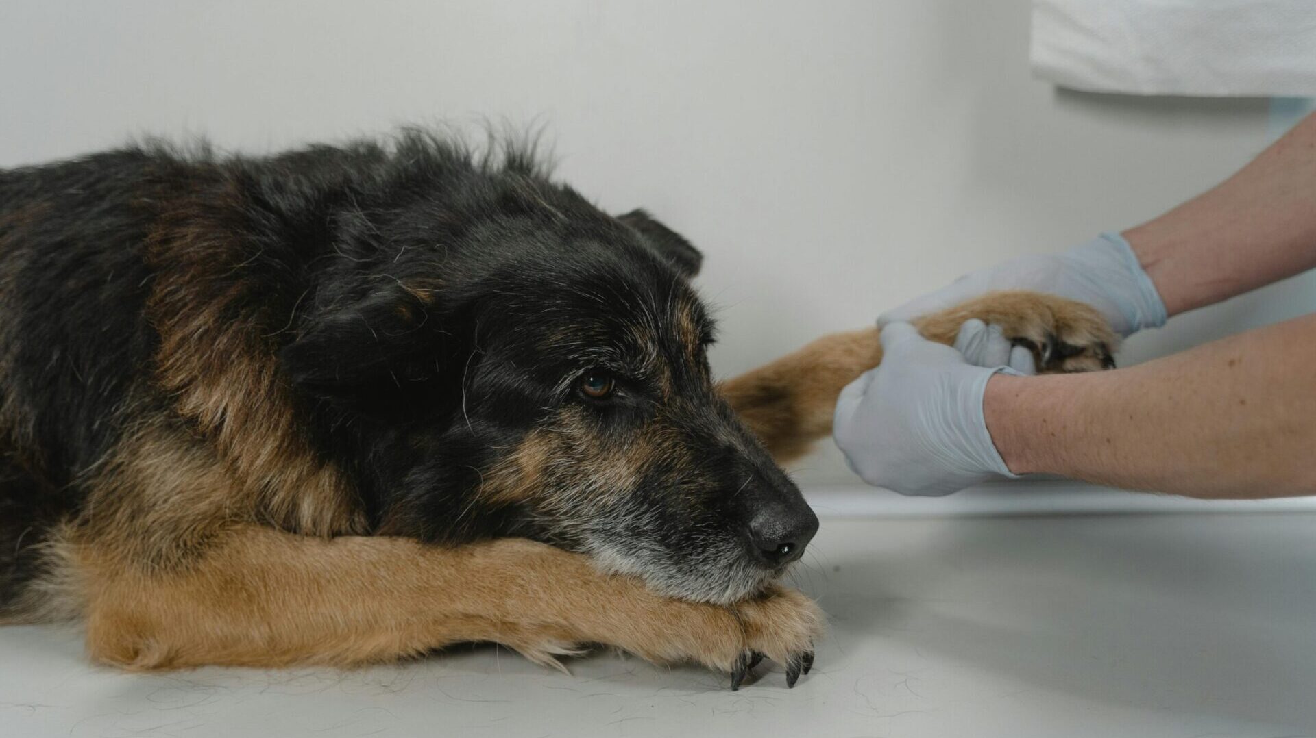 laser therapy for pets