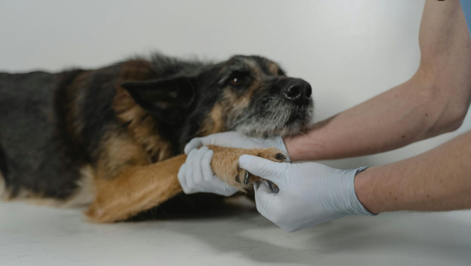 laser therapy for pets