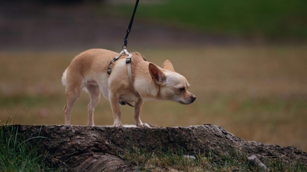 noise anxiety in your pet