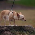 noise anxiety in your pet