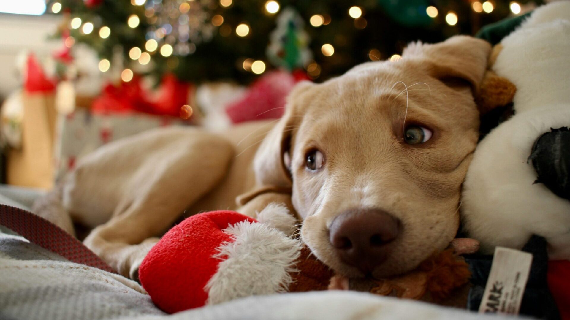 winter indoor games for pets