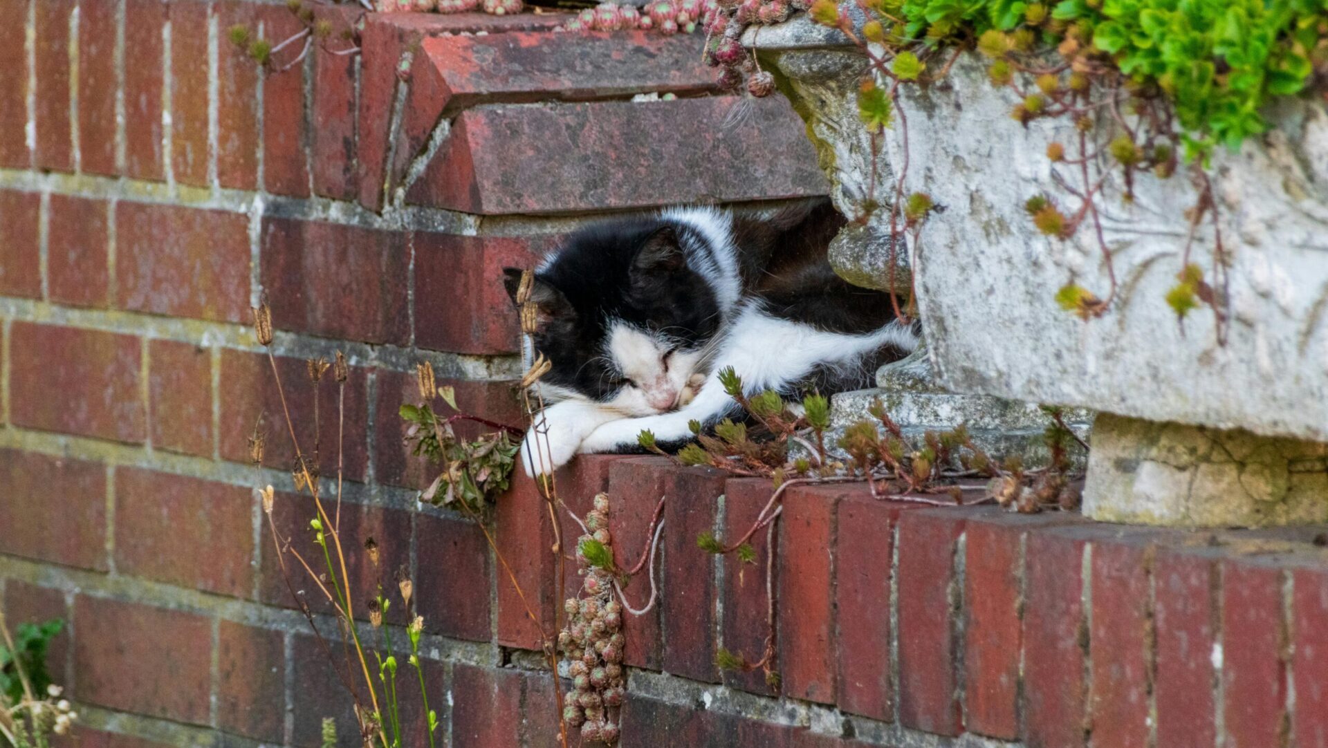 pet anxiety prevention