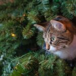 winter indoor pet activities