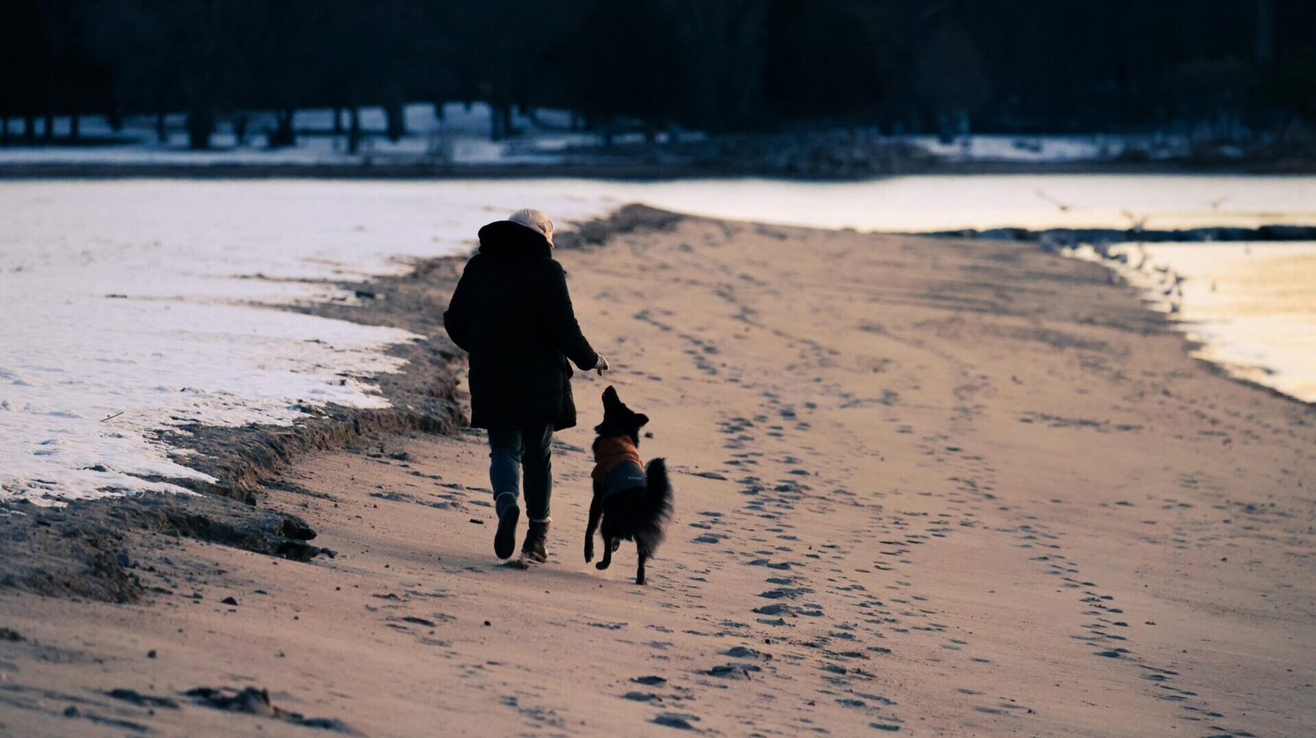 Dog bonding activities