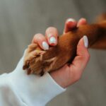 Canadian pet ownership laws
