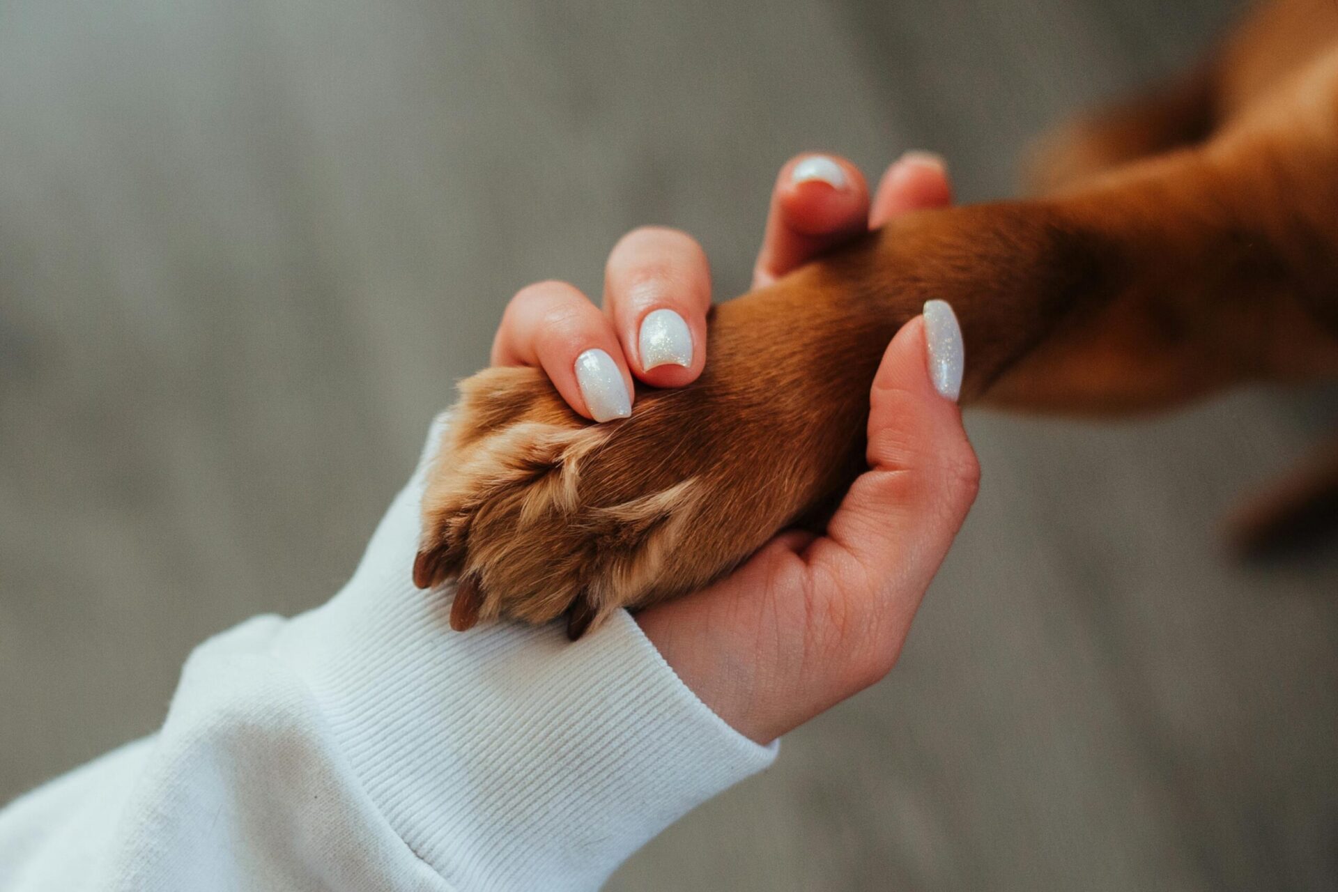 Canadian pet ownership laws