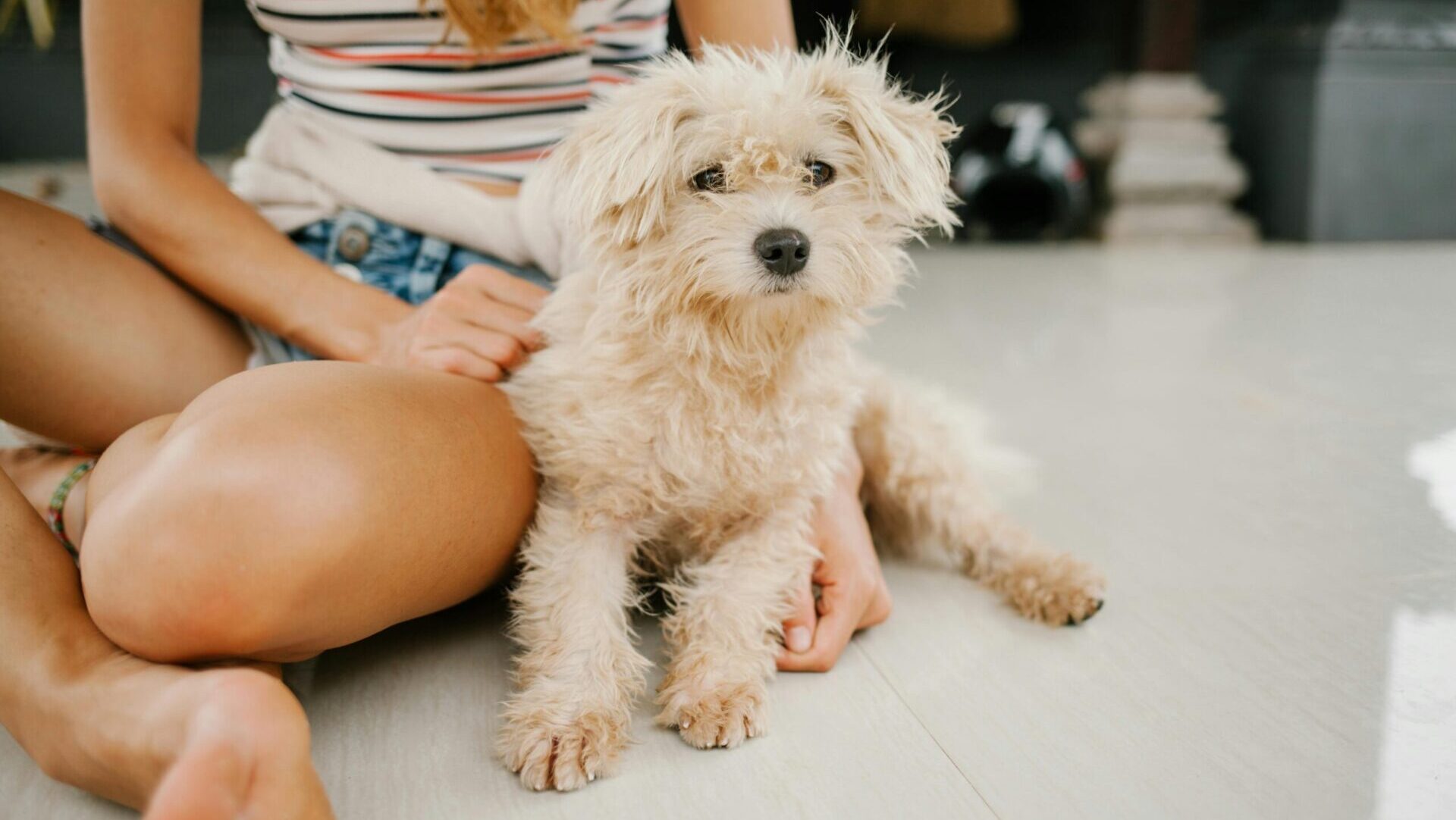 Canadian pet ownership laws