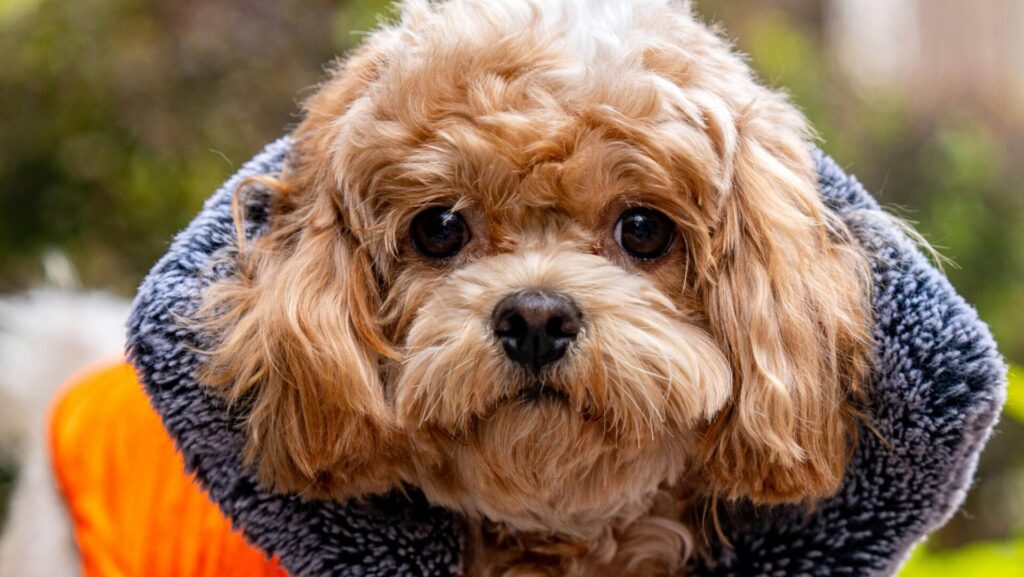 dog winter safety tips in Canada