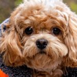 dog winter safety tips in Canada