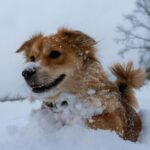 best dog breeds for cold weather in Canada