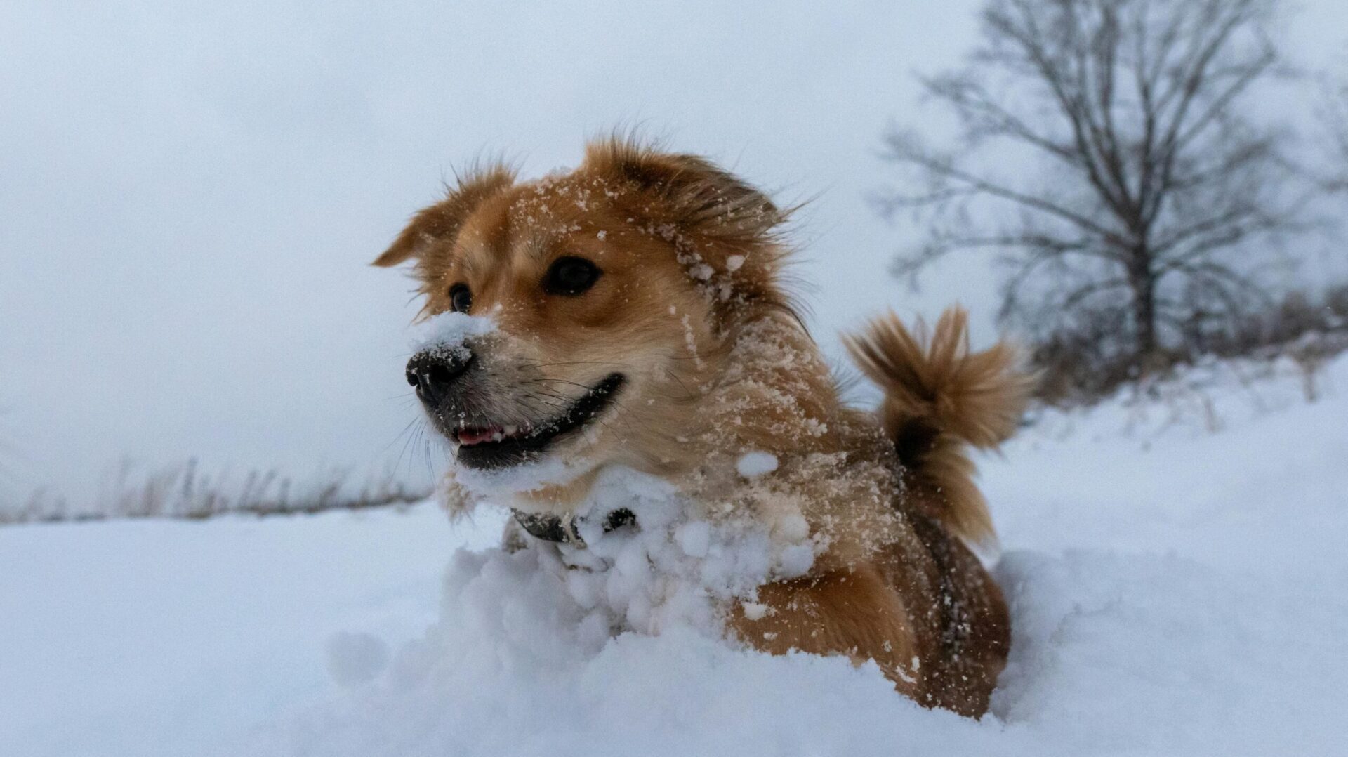 best dog breeds for cold weather in Canada