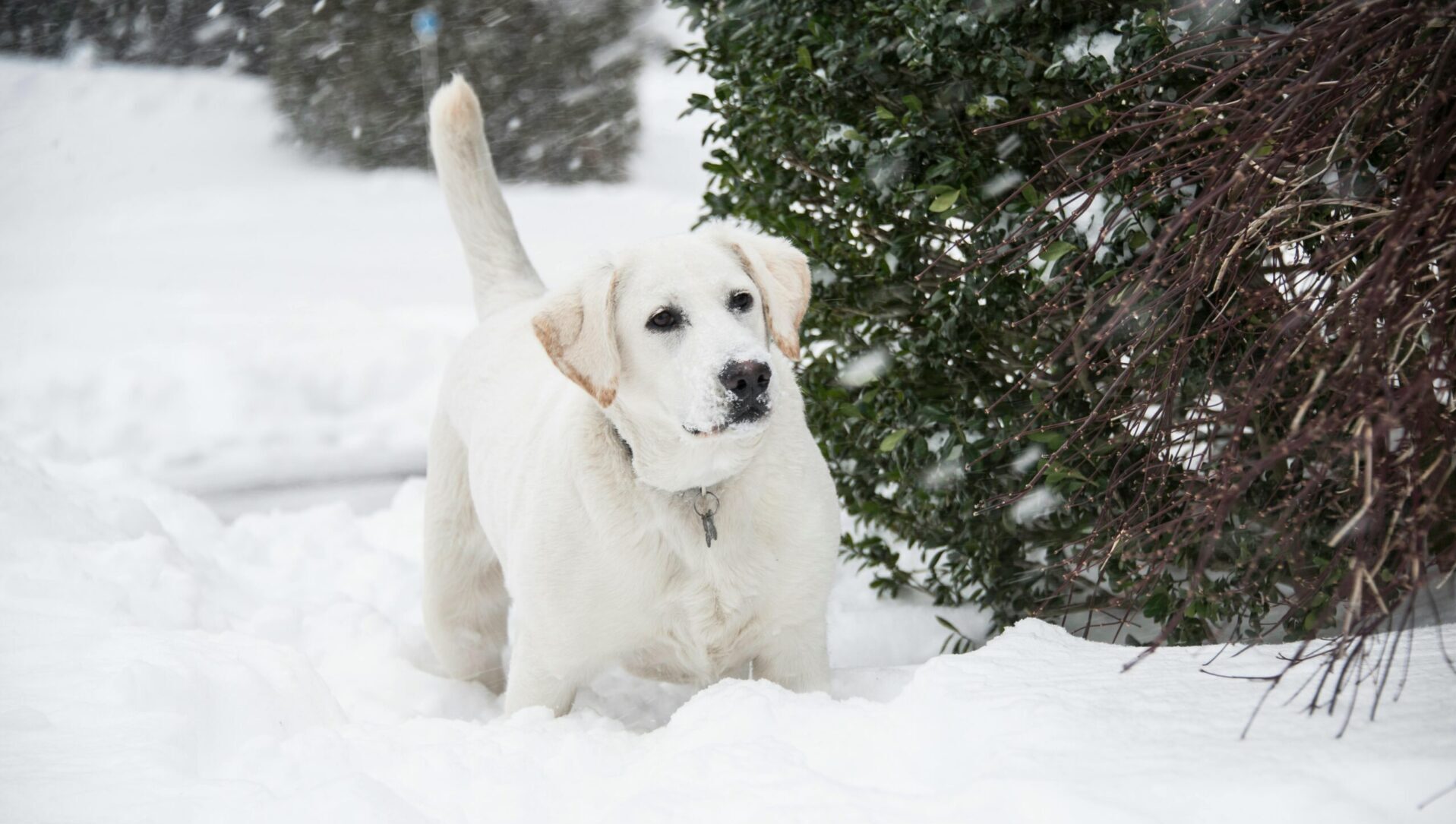 dogs for cold climates in Canada
