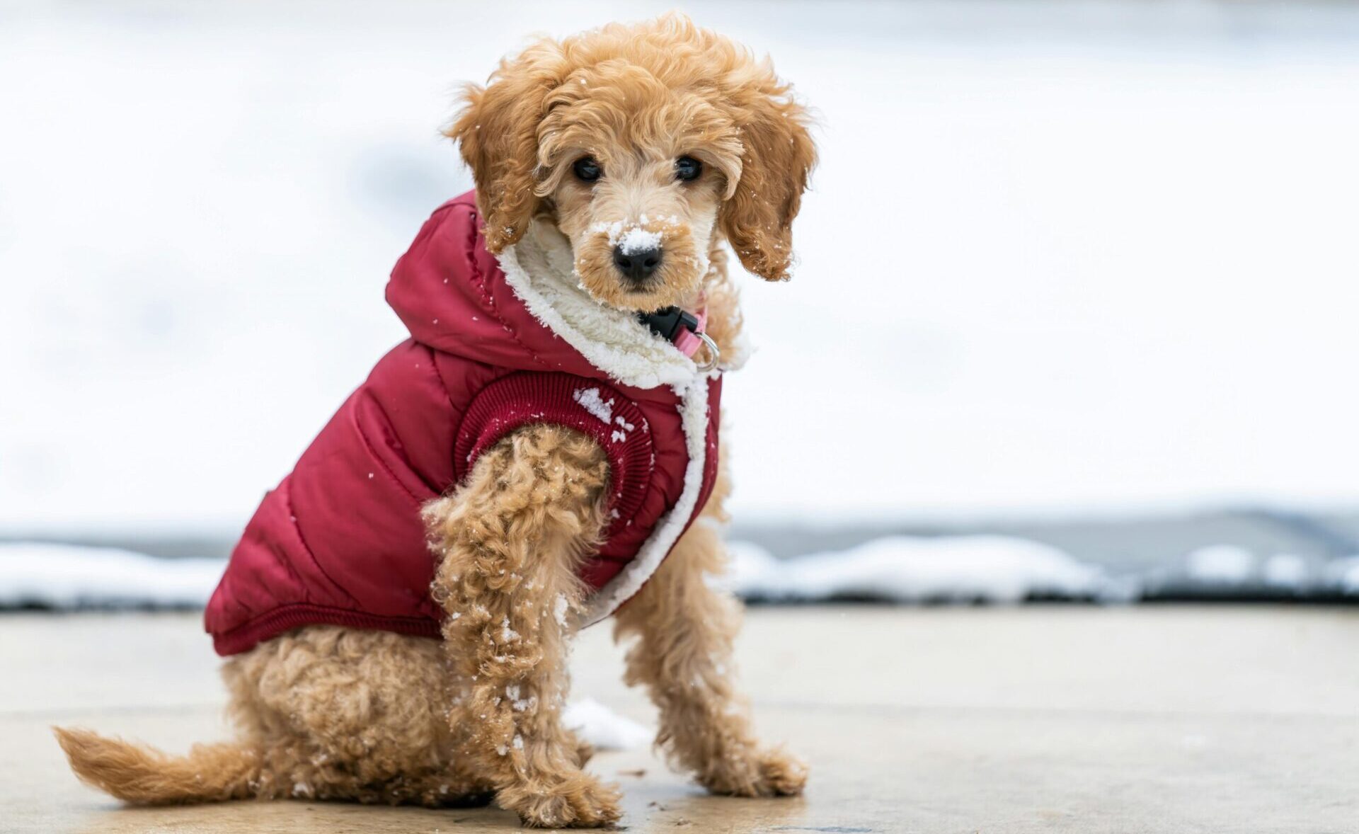 dog boots for ice and snow in Canada