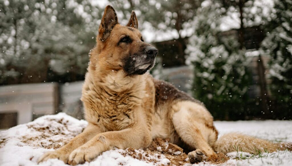 dog paw protection in winter in Canada