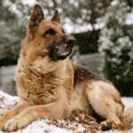 dog paw protection in winter in Canada