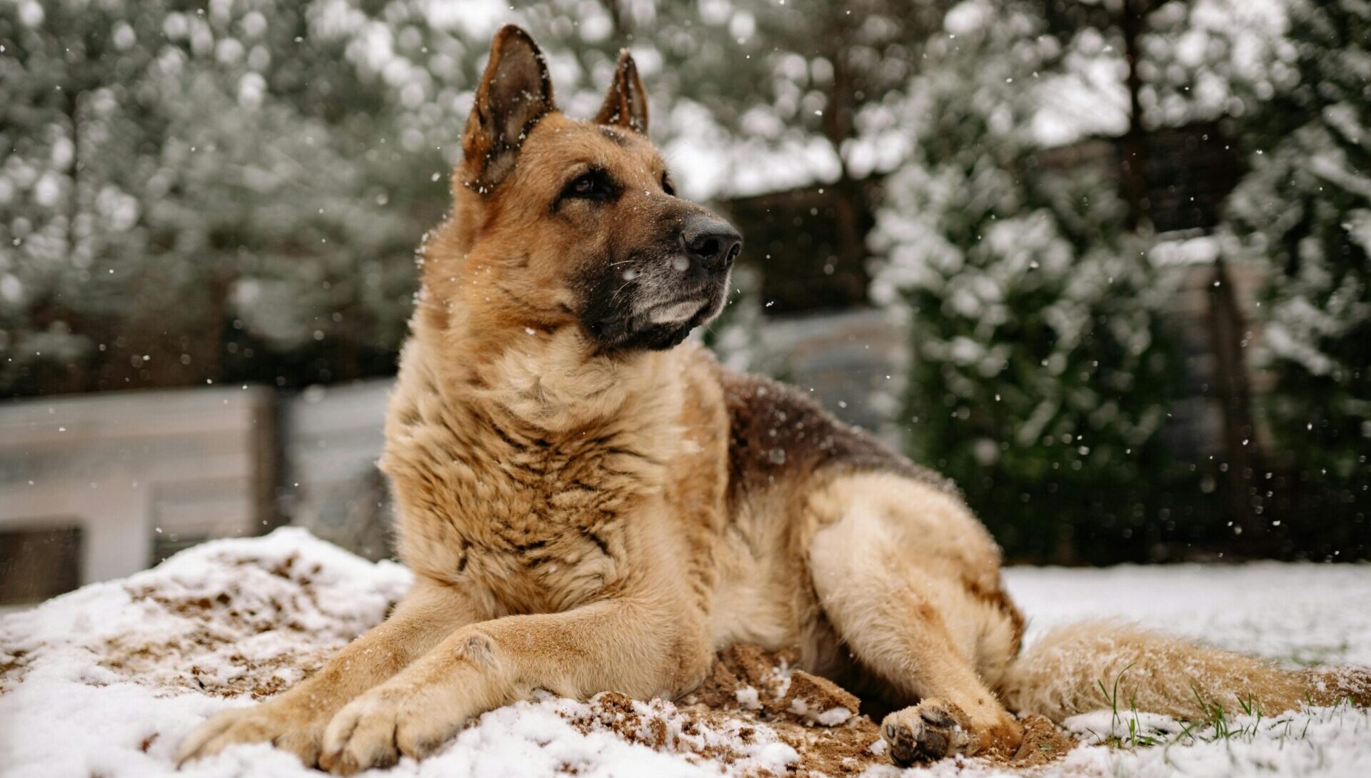 dog paw protection in winter in Canada