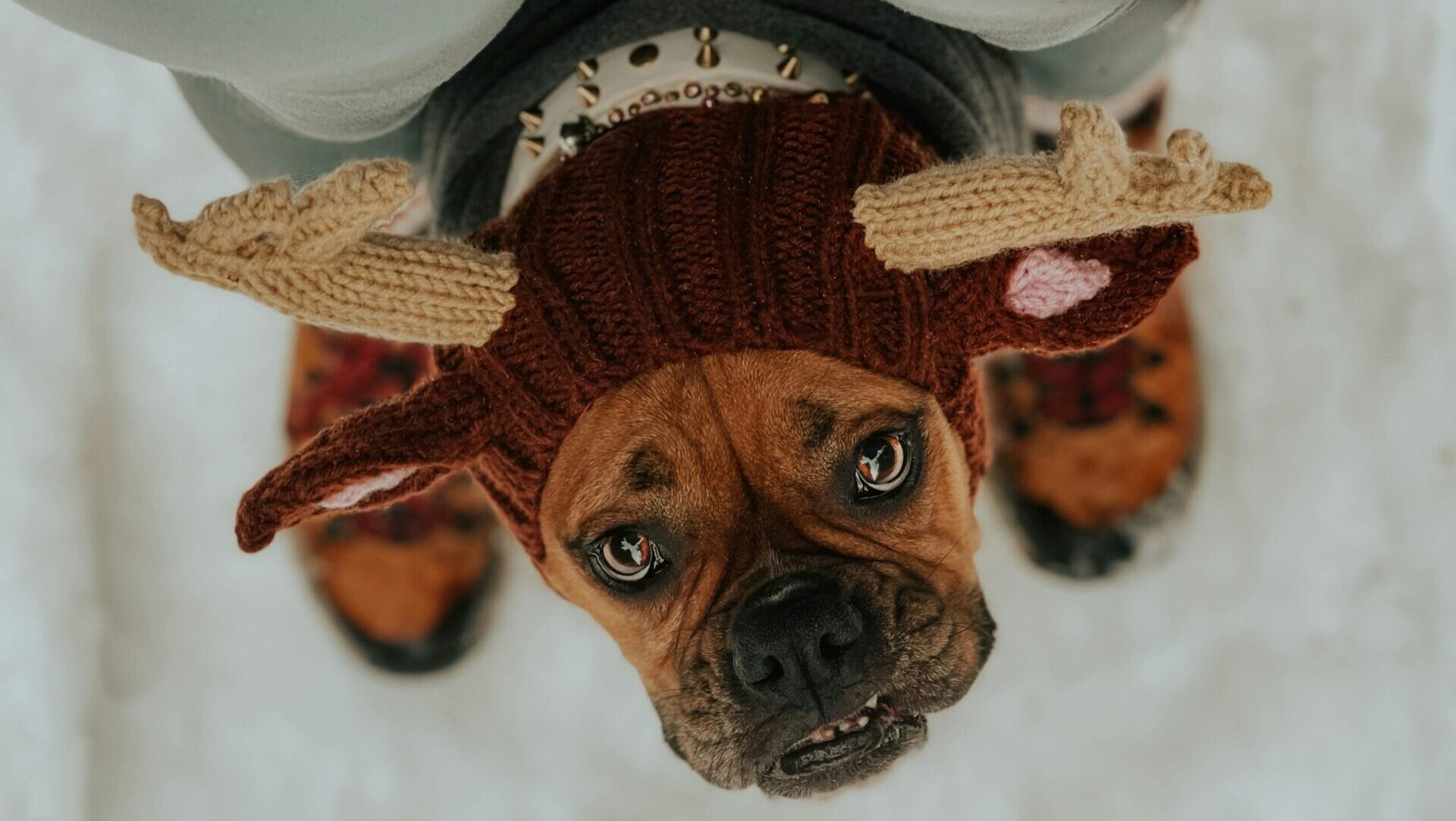 Canada’s best pet winter fashion in 2024