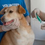 best veterinarians near me in Canada