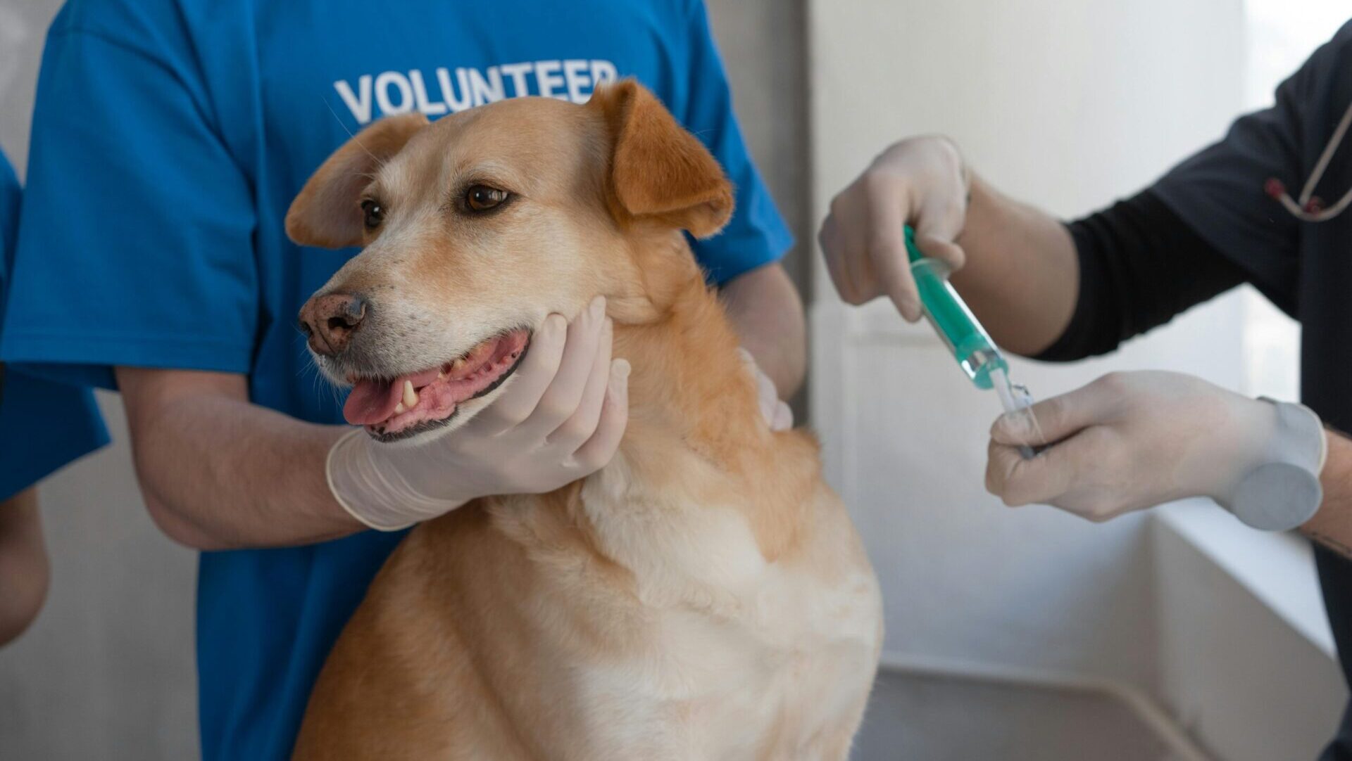 best veterinarians near me in Canada