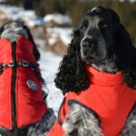 winter fashion for pets in Canada