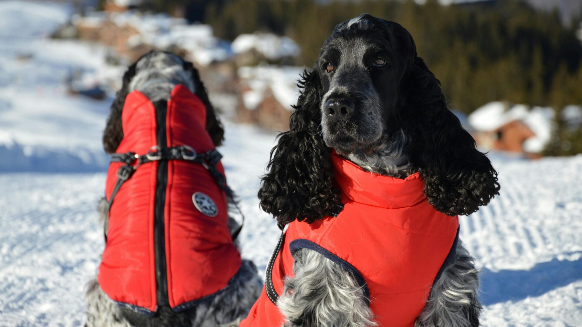 winter fashion for pets in Canada