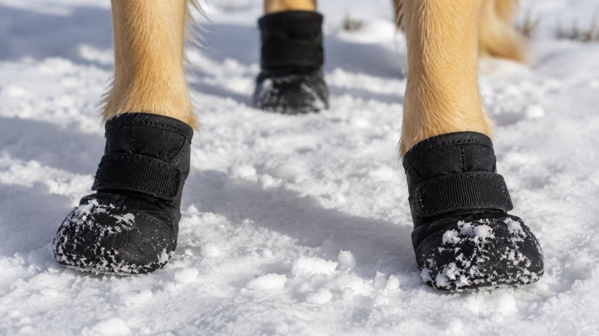 Dog paws on snow with winter booties for cold weather protection