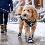 Dog wearing winter booties to protect paws from snow and salt
