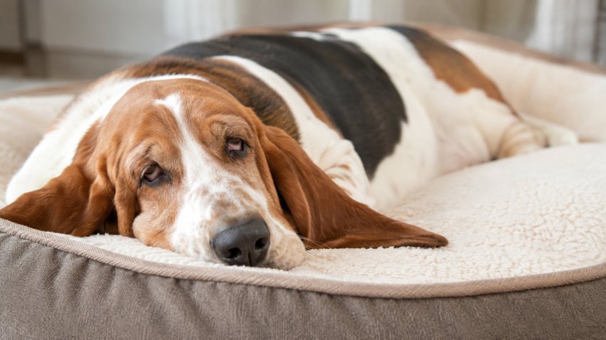 droopy eyed dog breed that may sleep with eyes partly open